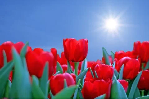 Blooming tulips Stock Photos