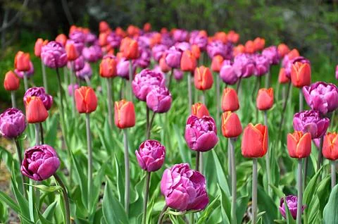 Blooming tulips Stock Photos