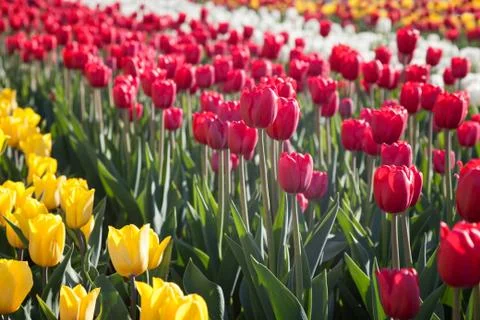 Blooming tulips Foto stock