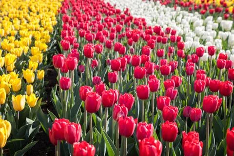 Blooming tulips Stock Photos