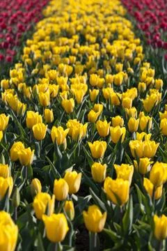Blooming tulips Stock Photos