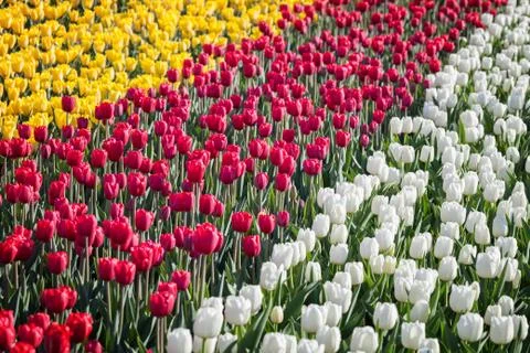 Blooming tulips Stock Photos