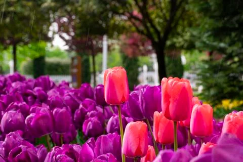 Blooming tulips Stock Photos