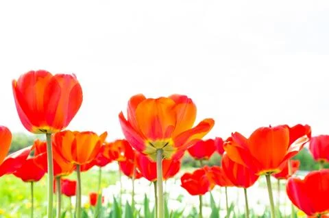 Blooming tulips in spring Stock Photos