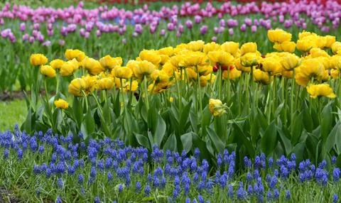 Blooming tulips. Spring. Stock Photos
