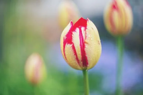 Blooming tulips in the spring. Selective focus. Stock Photos