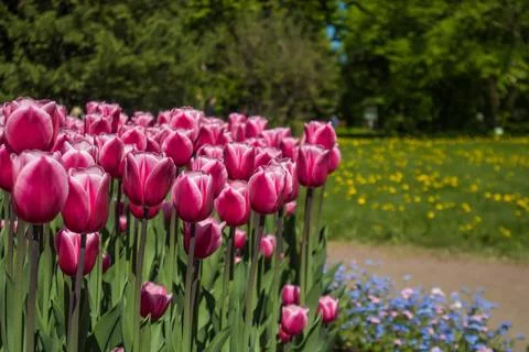 Blooming tulips in spring time Foto stock