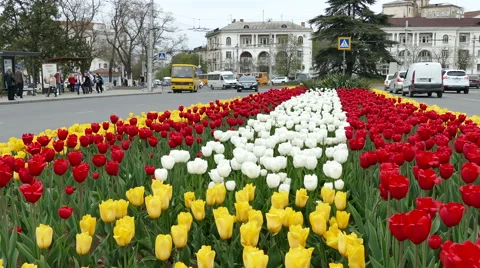 Blooming Tulips on the Square Stock Footage 61967221