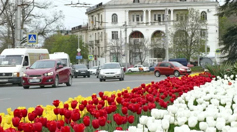 Blooming Tulips on the Square Stock Footage 61968552