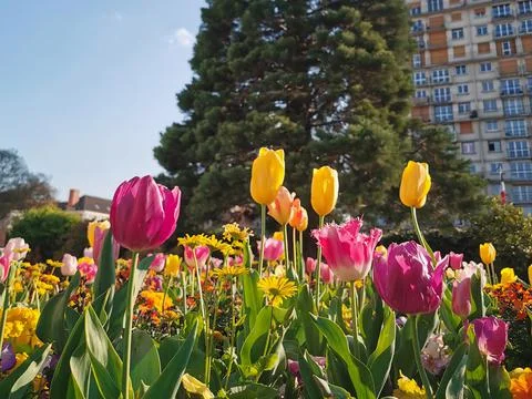 Blooming Tulips with Tree Fotos de archivo