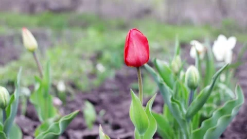 Blooming tulips in the wind Stock Footage 170718246