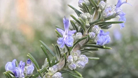 Blooming tuscan rosemary Stock Footage 86005781