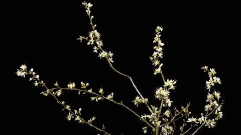 Blooming twig of blackthorn as timeplapse in a studio environment Stock Footage 153261899