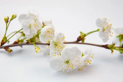 A blooming twig of cherry Stock Photos