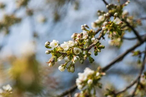Blooming twig of cherry tree Stock Photos