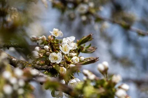 Blooming twig of cherry tree Stock Photos