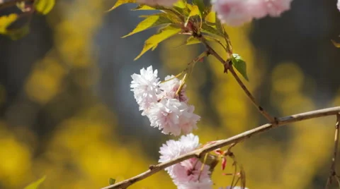 Blooming twig Video stock 50896680
