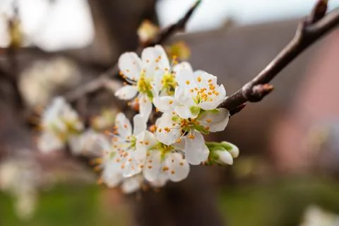 Blooming twig on pear tree Stock Photos