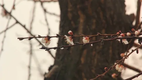 Blooming twig in rain Video stock 84727121