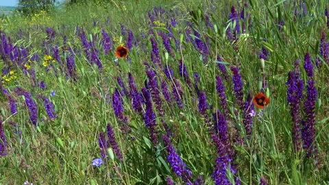 steppeflower 