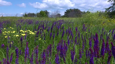 steppeflower 