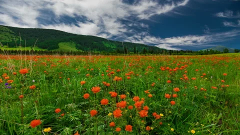 Blooming valley at sunset in the mountains Stock Footage 101355365