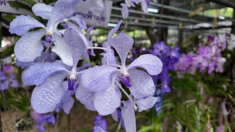 Blooming vanda orchid on tree. Stock Footage 293660153