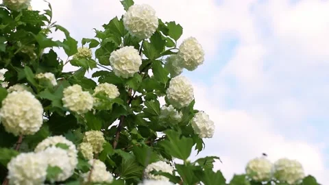 Blooming Viburnum opulus on a blue sky background.Spring concept. Stock Footage 182895861