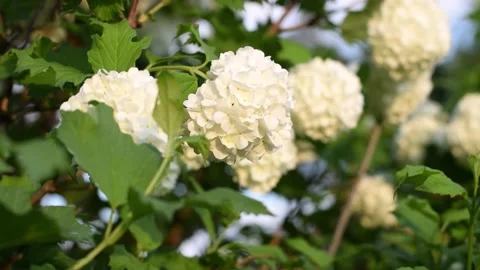 Blooming Viburnum opulus on a blue sky background.Spring concept. Stock Footage 182895866