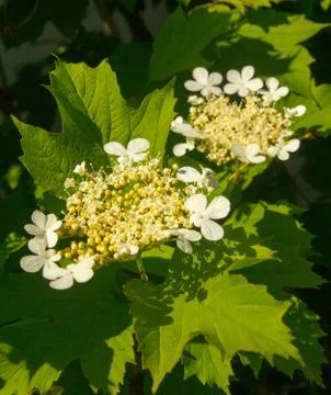 Blooming viburnum Stock Photos