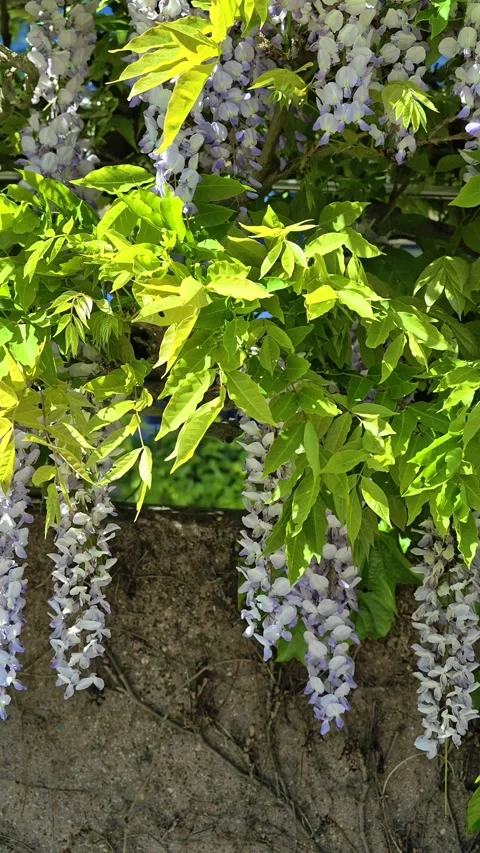 Blooming Vines Cascade Gracefully Over Greenery. Sundrenched Wisteria Drapes Lus Stock-Footage 334629237
