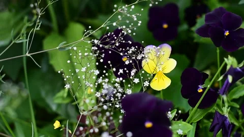 Blooming viola close up Stock Footage 138397459