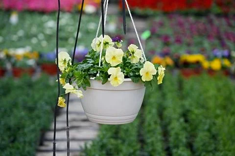 Blooming viola Cool Wave Lemon in white hanging flower pot close-up Stock Photos