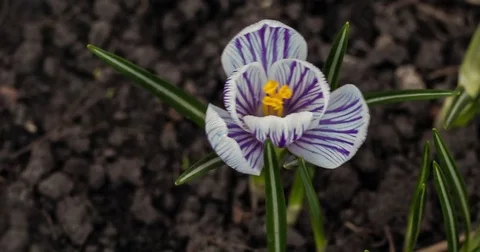 Blooming Violet Crocus In Spring,Time Lapse,Wild Nature Stock Footage 73767761