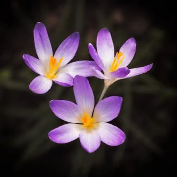 Blooming violet Crocus at springtime Foto stock