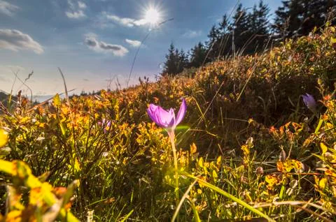 Blooming Violet Crocuses In Mountains Stock Photos