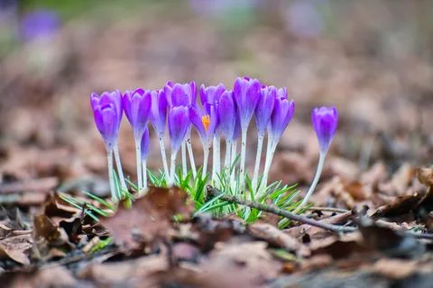 Blooming violet crocuses in spring Stock Photos