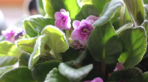 Blooming violet flower Stock Footage 38088888