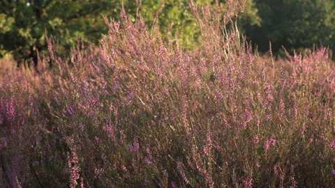 Blooming violet heather at sunset Stock Footage 219476907