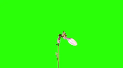 Blooming violet hosta flower buds green screen, FULL HD. Stock Footage 42853199