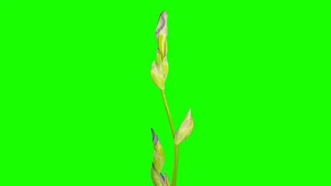 Blooming violet Iris flower buds green screen, FULL HD. (Iris), timelapse Stock Footage 108197179