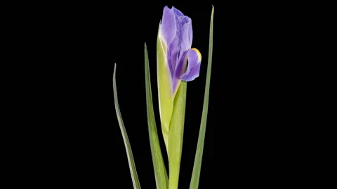 Blooming violet Iris flower buds ALPHA matte, FULL HD. (Iris), timelapse Stock Footage 121079818