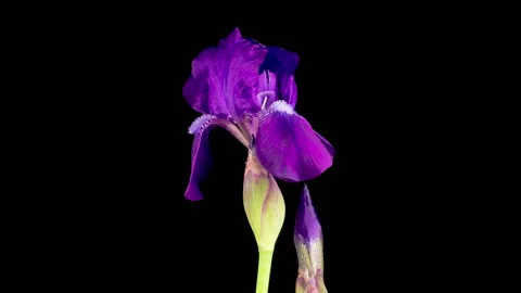 Blooming Violet Iris Flower Stock Footage 336559005