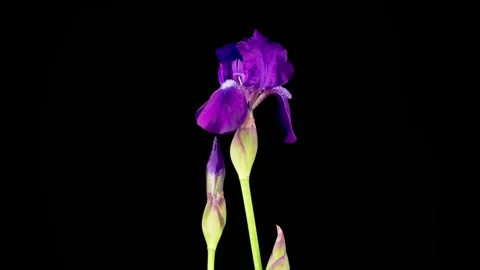 Blooming Violet Iris Flower Stock Footage 337422353