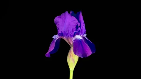Blooming Violet Iris Flower 動画素材 338346865