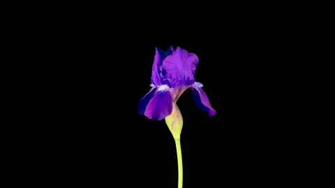 Blooming Violet Iris Flower Stock Footage 340152143
