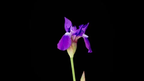 Blooming Violet Iris Flower 動画素材 346621112
