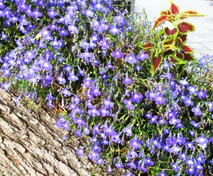 Blooming violet Photos