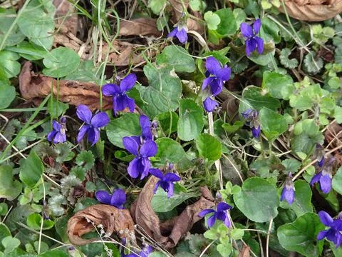Blooming violet in a spring park. Viola odorata. Selective focus. Foto stock