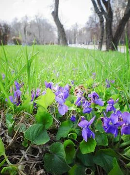 Blooming violet in a spring park. Viola odorata. Selective focus. Stock Photos